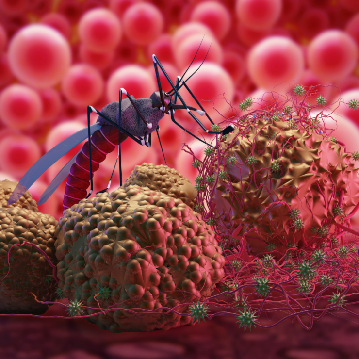 What Is Malaria? Symptoms, Causes, Diagnosis, Treatment, and Prevention